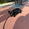 black_cat, cat, feline, pet, leash, collar, outdoor, sunlight, shadow, walkway, pavement, red_ground, railing, hedge, greenery, crouching, animal, portrait, daylight, urban