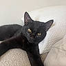 black_cat, cat, feline, pet, animal, yellow_eyes, pointed_ears, whiskers, fur, lying_down, lounging, sofa, couch, pillow, indoor, home, portrait, close_up, relaxed, sleepy