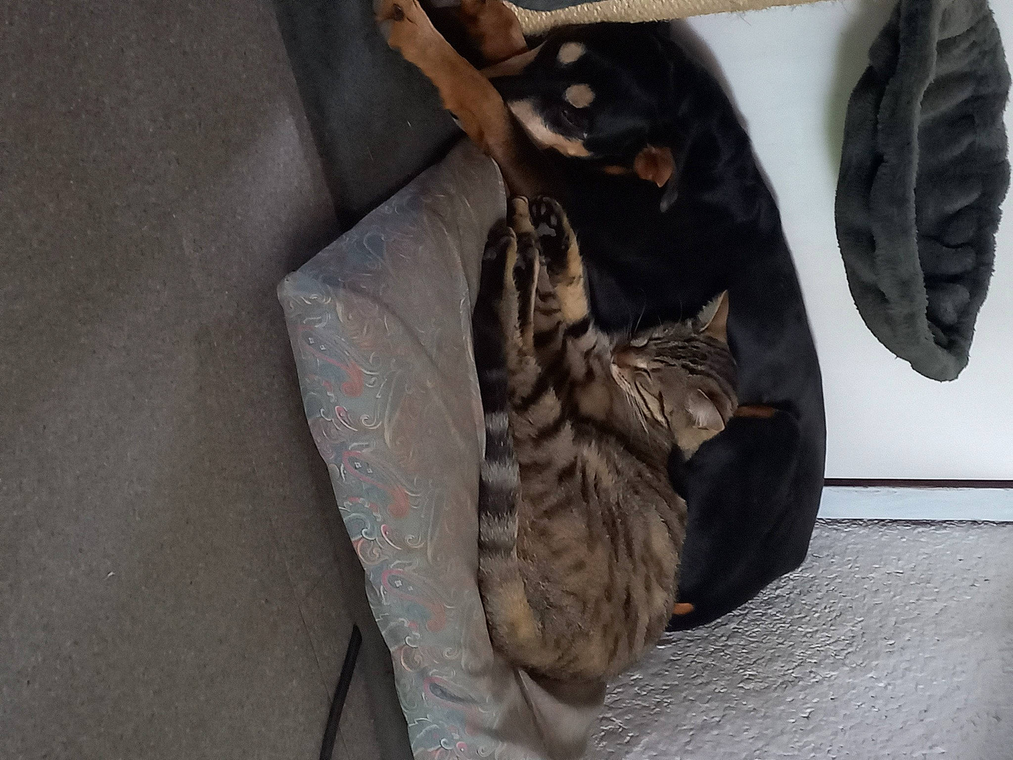 Lilith a rejoint le concours — aidez-le/la à gagner de superbes lots ! bag, carnivore, cat, comfort, domestic_short_haired_cat, fashion_accessory, feather, felidae, fur, grey, human_leg, linens, luggage_and_bags, pattern, plant, small_to_medium_sized_cats, stole, tail, tree, whiskers