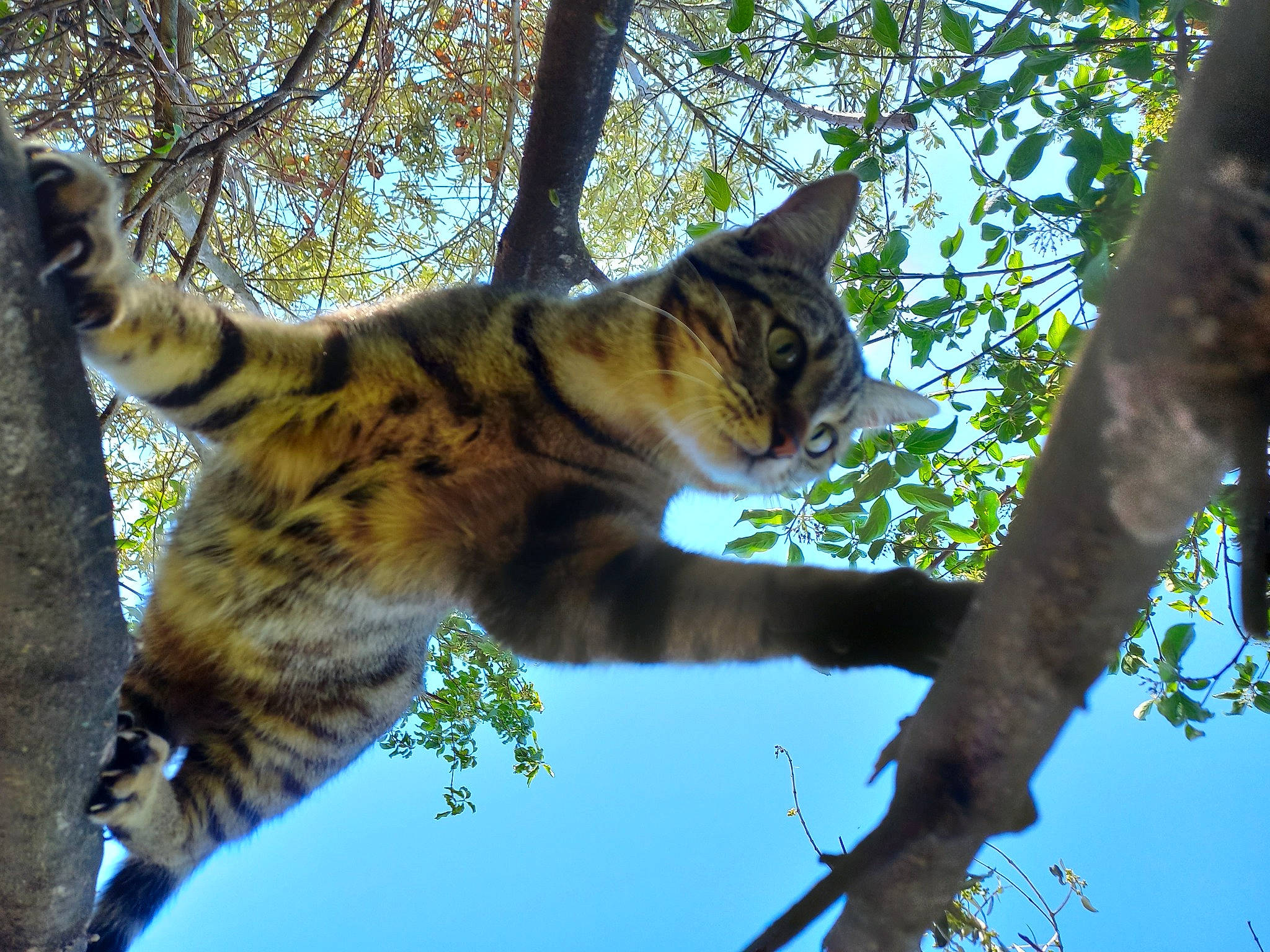 Lilith participe au concours pour gagner de l'argent avec cette photo : big_cats, branch, carnivore, cat, domestic_short_haired_cat, felidae, fur, grass, plant, sky, small_to_medium_sized_cats, snout, tail, terrestrial_animal, tree, trunk, twig, whiskers, wildlife, wood