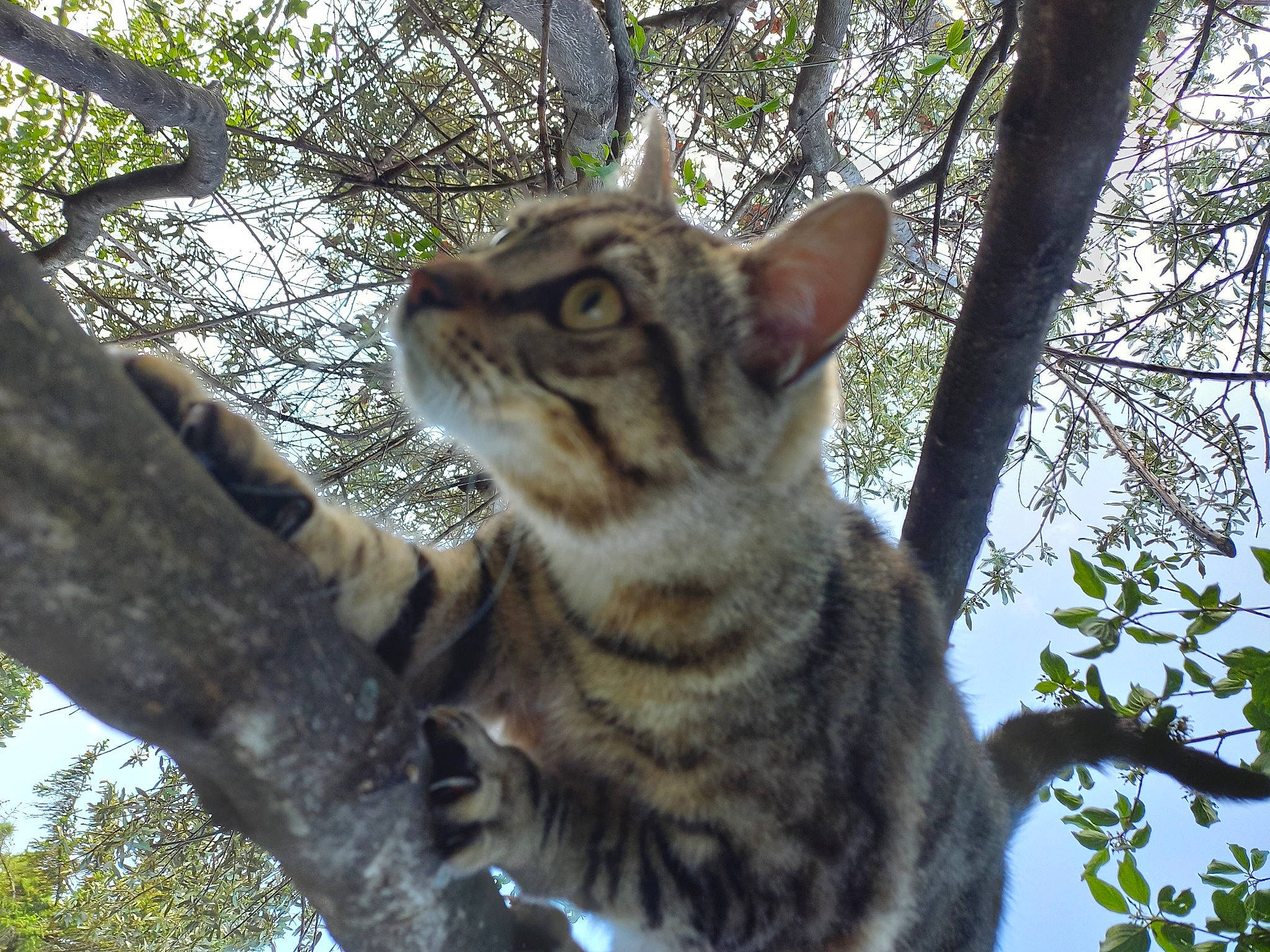 Lilith participe au concours pour gagner de l'argent avec cette photo : branch, carnivore, cat, domestic_short_haired_cat, eye, fawn, felidae, fur, grass, head, jungle, small_to_medium_sized_cats, snout, tail, terrestrial_animal, tree, trunk, twig, whiskers, wildlife