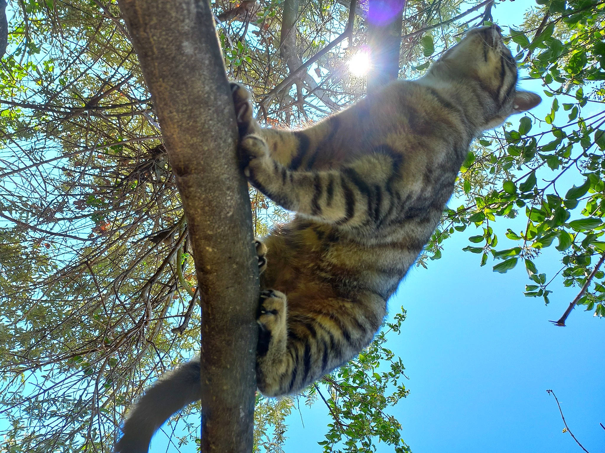 Lilith a rejoint le concours — aidez-le/la à gagner de superbes lots ! branch, carnivore, cat, domestic_short_haired_cat, felidae, fur, jungle, plant, sky, small_to_medium_sized_cats, snout, tail, terrestrial_animal, tree, trunk, twig, whiskers, wildlife, wood, woody_plant
