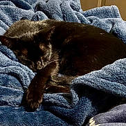 Myra joined the competition — help win amazing prizes! animal, black_cat, blanket, blue_blanket, cat, comfort, cozy, cute, domestic_cat, feline, fur, home, indoors, nap, pet, relaxing, resting, sleeping, soft, warm