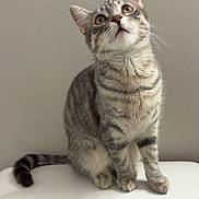 Tikka is registered to the contest to win money with this photo: cat, tabby, pet, animal, feline, toilet, indoor, curious, sitting, striped, fur, whiskers, ears, eyes, tail, household, bathroom, closeup, portrait, looking_up