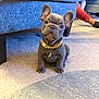 adorable, carpet, collar, couch, cute, dog, domestic_animal, ears, eyes, french_bulldog, furniture, gold_chain, indoor, living_room, looking_at_camera, pet, portrait, puppy, sitting, small