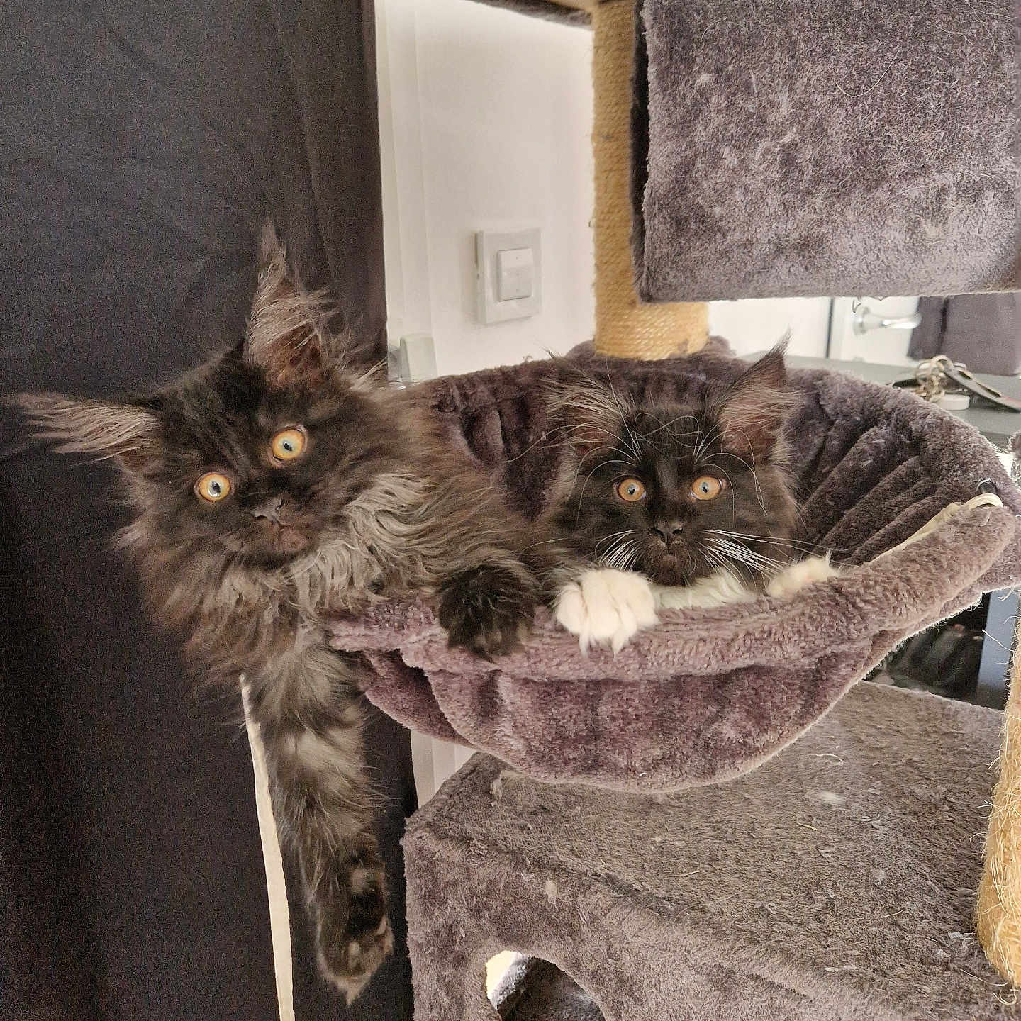 Yuri Et Yaya participe au concours pour gagner de l'argent avec cette photo : abyssinian, animal, architecture, armchair, blackcat, building, cat, chair, couch, cushion, furniture, homedecor, indoors, kitten, livingroom, manx, pet, plywood, room, wood