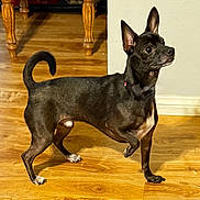 Shadow is registered to the contest to win money with this photo: dog, black_dog, pet, indoor, wooden_floor, ears_up, attentive, standing, paw_raised, fur, animal, canine, house, furniture_legs, alert, companion, domestic_animal, looking_away, short_hair, brown_floor