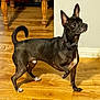 dog, black_dog, pet, indoor, wooden_floor, ears_up, attentive, standing, paw_raised, fur, animal, canine, house, furniture_legs, alert, companion, domestic_animal, looking_away, short_hair, brown_floor
