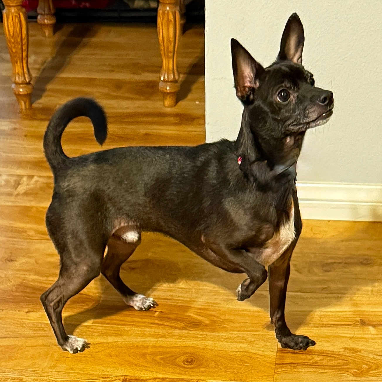 Shadow is registered to the contest to win money with this photo: alert, animal, attentive, black_dog, brown_floor, canine, companion, dog, domestic_animal, ears_up, fur, furniture_legs, house, indoor, looking_away, paw_raised, pet, short_hair, standing, wooden_floor