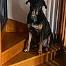 Tao a rejoint le concours — aidez-le/la à gagner de superbes lots ! dog, stairs, wood, indoor, pet, animal, sitting, brown, black, shadow, light, loyal, guard, home, house, portrait, canine, fur, ears, nails