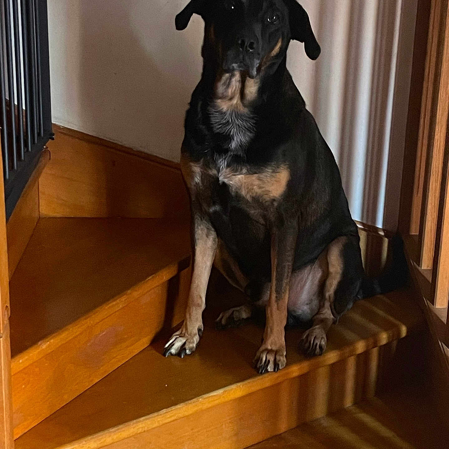 Tao a rejoint le concours — aidez-le/la à gagner de superbes lots ! dog, stairs, wood, indoor, pet, animal, sitting, brown, black, shadow, light, loyal, guard, home, house, portrait, canine, fur, ears, nails