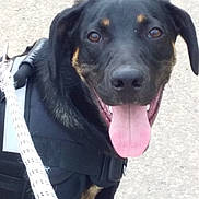 Tao a rejoint le concours — aidez-le/la à gagner de superbes lots ! dog, black_dog, canine, tongue_out, happy, pet, leash, harness, outdoor, close_up, animal, walking, friendly, muzzle, ears, brown_eyes, tongue, snout, black_fur, tan_markings