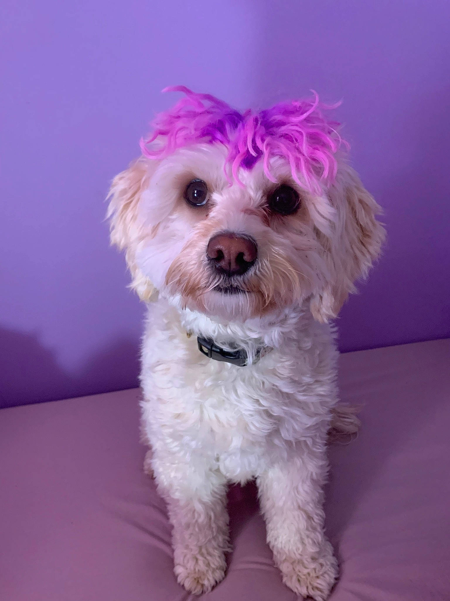 Arya joined the competition — help win amazing prizes! bichon, bolognese, bolonka, canidae, carnivore, companion_dog, dog, dog_breed, havanese, maltepoo, maltese, mammal, morkie, pink, poodle_crossbreed, puppy, schnoodle, snout, toy_poodle, vertebrate