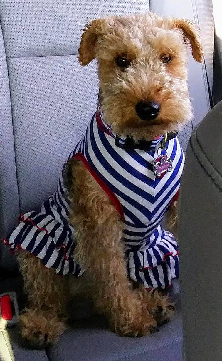 Miss Betty joined the competition — help win amazing prizes! canidae, carnivore, companion_dog, costume_hat, dog, dog_breed, dog_clothes, dog_supply, event, fashion_accessory, fawn, fur, hat, irish_terrier, lakeland_terrier, pet_supply, snout, sporting_group, working_animal