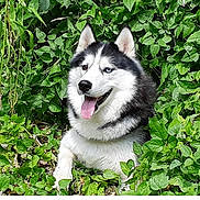 Storm participe au concours pour gagner de l'argent avec cette photo : dog, husky, animal, pet, outdoor, greenery, foliage, nature, tongue_out, happy, mammal, portrait, fur, canine, leaves, plants, sitting, black_and_white, blue_eye, brown_eye