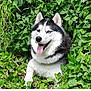 dog, husky, animal, pet, outdoor, greenery, foliage, nature, tongue_out, happy, mammal, portrait, fur, canine, leaves, plants, sitting, black_and_white, blue_eye, brown_eye