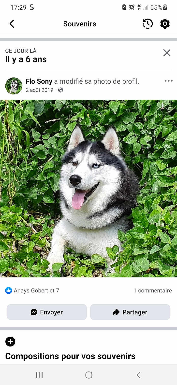Storm participe au concours pour gagner de l'argent avec cette photo : dog, husky, animal, pet, outdoor, greenery, foliage, nature, tongue_out, happy, mammal, portrait, fur, canine, leaves, plants, sitting, black_and_white, blue_eye, brown_eye