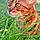 Ambre