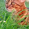 cat, ginger_cat, animal, feline, portrait, close_up, outdoors, grass, garden, greenery, whiskers, ears, eyes, fur, orange_fur, alert, looking_sideways, nature, pet, wildlife