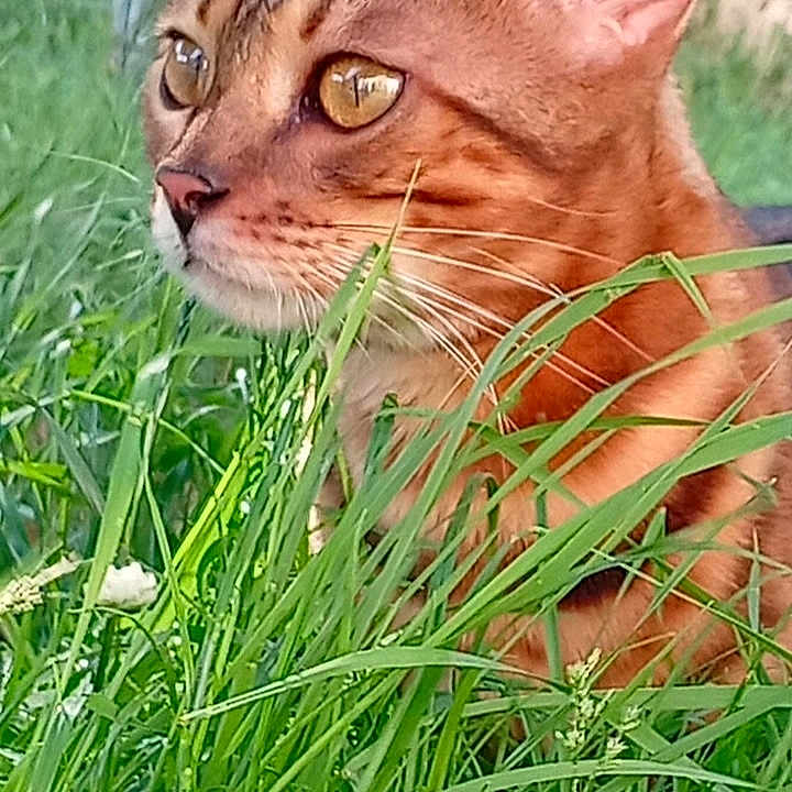 Ambre a rejoint le concours — aidez-le/la à gagner de superbes lots ! cat, ginger_cat, animal, feline, portrait, close_up, outdoors, grass, garden, greenery, whiskers, ears, eyes, fur, orange_fur, alert, looking_sideways, nature, pet, wildlife