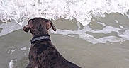 Yoko participe au concours pour gagner de l'argent avec cette photo : dog, brindle_dog, beach, ocean, seawater, waves, surf, foam, shoreline, outdoors, animal, pet, collar, wading, standing, back_view, wet, sand, coast, summer