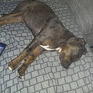 Yoko participe au concours pour gagner de l'argent avec cette photo : dog, brindle_dog, sleeping, lying_down, relaxed, pet, animal, bed, blanket, indoors, bedroom, paw, paws, floppy_ear, short_hair, brown, black, white_chest, resting, cozy