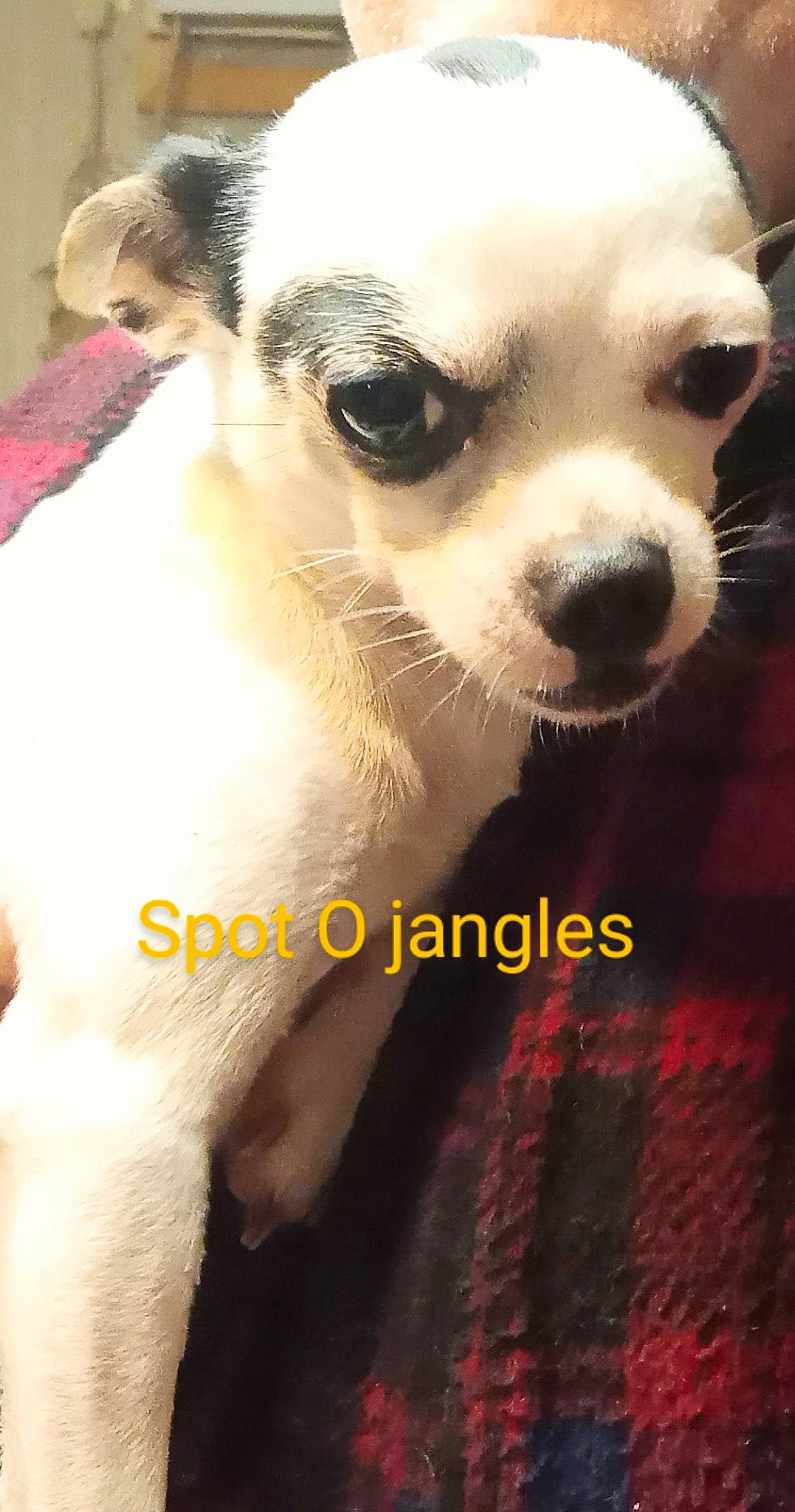 Spot O Jangles is registered to the contest to win money with this photo: canidae, carnivore, companion_dog, corgi_chihuahua, dog, dog_breed, ear, eyelash, fawn, fur, non_sporting_group, photo_caption, photography, snout, sporting_group, terrestrial_animal, toy_dog, whiskers, working_animal