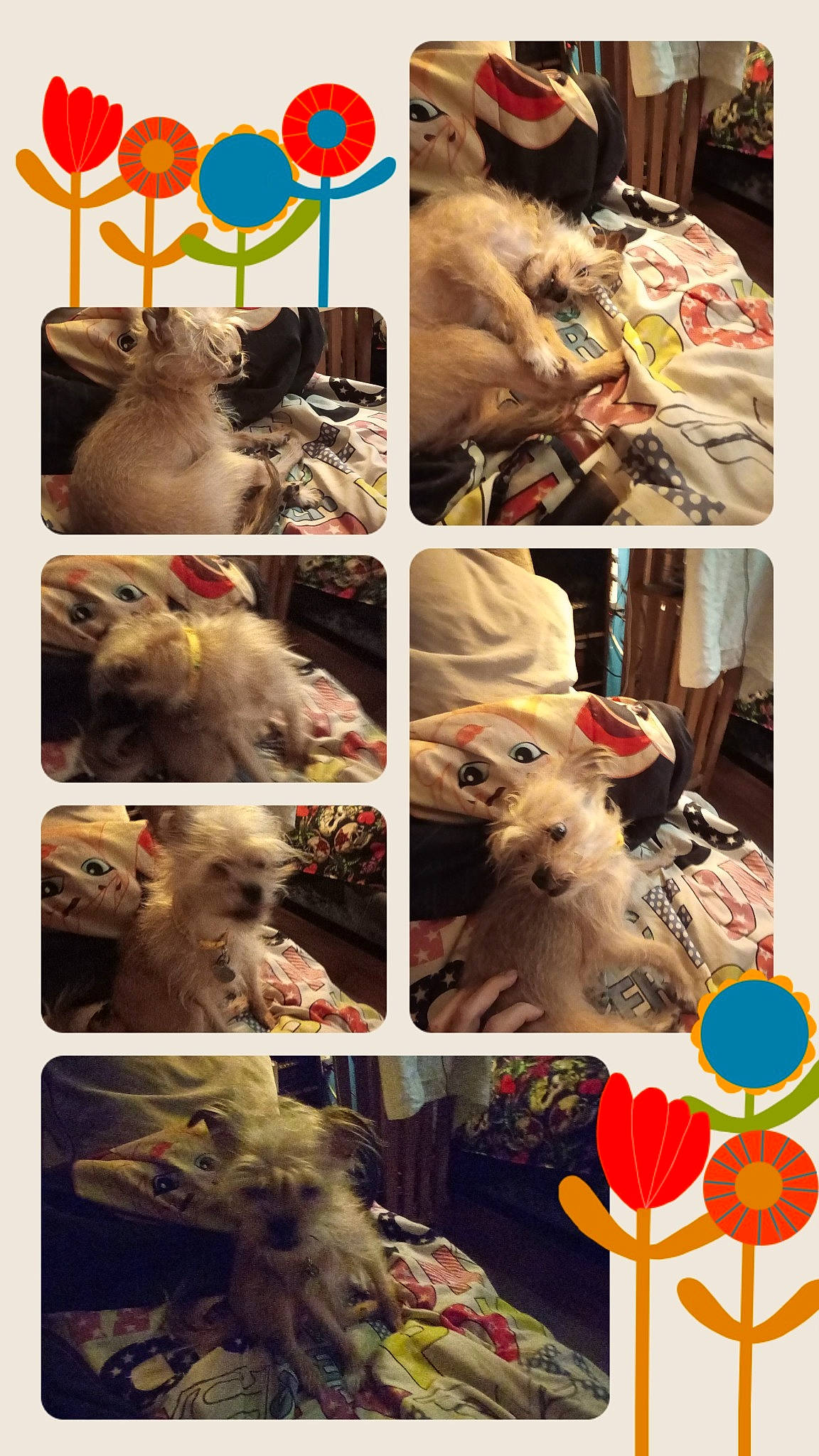 Miss Piggy joined the competition — help win amazing prizes! adaptation, art, canidae, carnivore, collage, companion_dog, dog, dog_breed, fawn, fur, mammal, photograph, room, snapshot, stock_photography, textile, toy_dog, vertebrate, working_animal, yellow