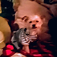 Miss Piggy Pancakes is registered to the contest to win money with this photo: animal, baby, canine, cat, couch, crawling, cushion, dog, face, furniture, head, homedecor, indoors, person, pet, photography, portrait, puppy, sleeping, toy