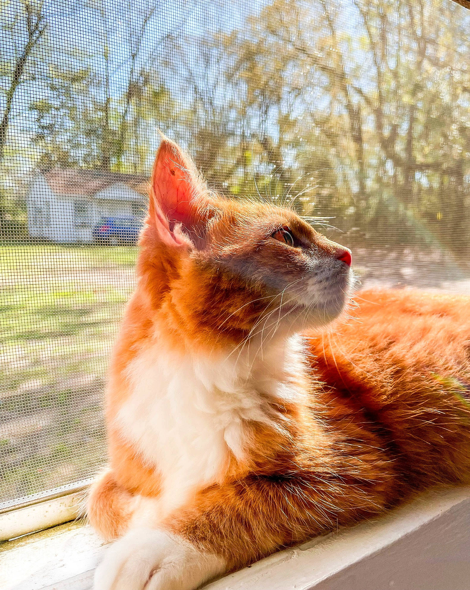 Appa joined the competition — help win amazing prizes! carnivore, cat, domestic_short_haired_cat, eye, fawn, felidae, fur, grass, mesh, paw, plant, small_to_medium_sized_cats, snout, sunlight, tail, tints_and_shades, tree, whiskers, window, wood