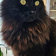 Willow a rejoint le concours — aidez-le/la à gagner de superbes lots ! cat, black_cat, fluffy_fur, yellow_eyes, indoor, window, wooden_surface, pet, feline, animal, domestic, closeup, side_view, curious, sitting, houseplant, natural_light, cozy, portrait, home