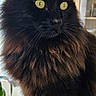 cat, black_cat, fluffy_fur, yellow_eyes, indoor, window, wooden_surface, pet, feline, animal, domestic, closeup, side_view, curious, sitting, houseplant, natural_light, cozy, portrait, home