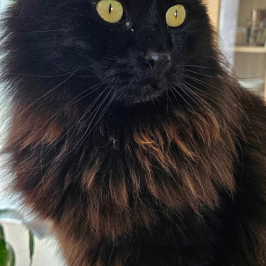 Willow a rejoint le concours — aidez-le/la à gagner de superbes lots ! cat, black_cat, fluffy_fur, yellow_eyes, indoor, window, wooden_surface, pet, feline, animal, domestic, closeup, side_view, curious, sitting, houseplant, natural_light, cozy, portrait, home