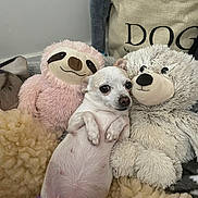 Stella is registered to the contest to win money with this photo: dog, stuffed_animal, plush_toy, white_dog, chihuahua, blanket, purple_diaper, sloth_toy, teddy_bear_toy, indoor, pet, cute, relaxed, lying_down, furry, cozy, canvas_bag, animal, soft_toys, home
