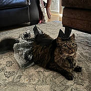 Pumpkin is registered to the contest to win money with this photo: cat, tabby, costume, halloween, witch_hat, spider, carpet, living_room, furniture, blanket, indoor, pet, animal, whiskers, ears, floor, cute, relaxed, black, brown