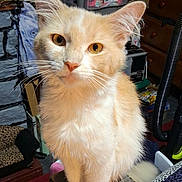 Littlefoot joined the competition — help win amazing prizes! cat, animal, pet, feline, fluffy, cream_color, white_color, indoor, household, curious, sitting, whiskers, ears, wood_surface, storage_container, leopard_print, clutter, eyes, fur, domestic