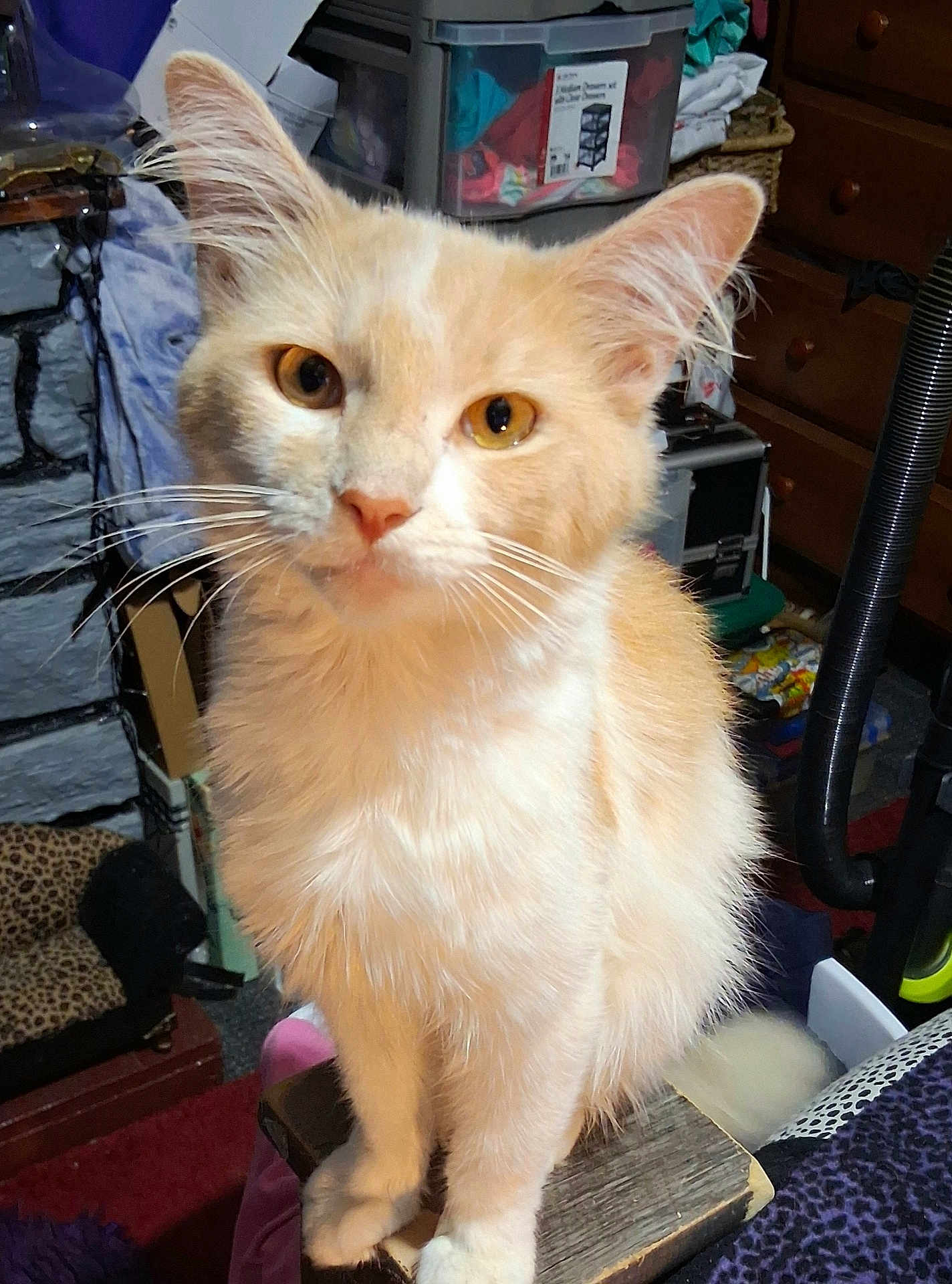 Littlefoot joined the competition — help win amazing prizes! cat, animal, pet, feline, fluffy, cream_color, white_color, indoor, household, curious, sitting, whiskers, ears, wood_surface, storage_container, leopard_print, clutter, eyes, fur, domestic