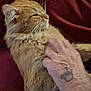 affection, animal, cat, close_up, comfort, cuddle, domestic_animal, fur, furry, gentle, hand, indoor, mammal, orange_cat, pet, red_background, relaxed, resting, tattoo, whiskers
