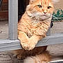 cat, orange_cat, fluffy, feline, pet, animal, outdoor, railing, paws, relaxed, portrait, resting, cute, fur, whiskers, ears, sidewalk, brick, curious, watching