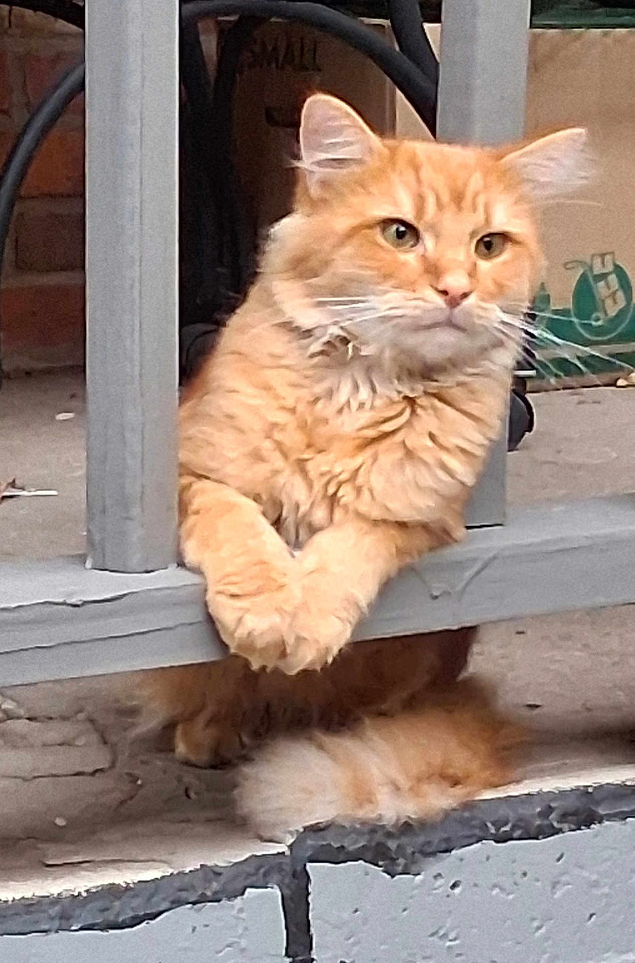 Garfield