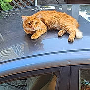 Garfield is registered to the contest to win money with this photo: animal, car, car_roof, cat, daylight, fence, fluffy, fur, greenery, leaf, nature, orange_cat, outdoor, pet, quiet, reflection, relaxing, seat, suburban, window
