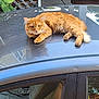 animal, car, car_roof, cat, daylight, fence, fluffy, fur, greenery, leaf, nature, orange_cat, outdoor, pet, quiet, reflection, relaxing, seat, suburban, window