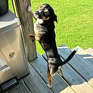 Jackson is registered to the contest to win money with this photo: animal, backyard, black_dog, canine, curious_expression, daylight, dog, grass, looking_back, outdoor, paw_on_post, pet, post, shadow, small_dog, standing, sunlight, tan_dog, wooden_deck, wooden_steps
