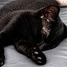 cat, black_cat, sleeping, sleepy, resting, lying_down, paws, whiskers, ears, fur, animal, pet, indoor, bed, bedding, gray, cozy, relaxed, close_up, photography
