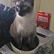 Barbara Ann is registered to the contest to win money with this photo: cat, siamese_cat, bowl, kitchen_counter, indoor, pet, animal, curious, sitting, container, food_package, snack_box, household, domestic, feline, tabletop, closeup, portrait, blue_eyes, whiskers