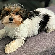 Teddy is registered to the contest to win money with this photo: adorable, animal, black, companion, cushion, cute, cute_pet, dog, domestic_animal, fluffy, fur, indoor, laying, looking, mammal, pet, puppy, resting, small, white