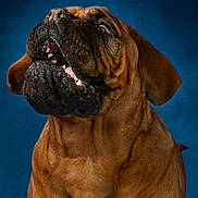Bradley participe au concours pour gagner de l'argent avec cette photo : dog, brown_dog, large_dog, wrinkled_face, mouth_open, teeth, tongue, ears, treat, blue_background, studio_photo, focused, anticipation, pet, animal, canine, portrait, close_up, drool, catching_treat