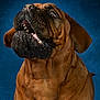 dog, brown_dog, large_dog, wrinkled_face, mouth_open, teeth, tongue, ears, treat, blue_background, studio_photo, focused, anticipation, pet, animal, canine, portrait, close_up, drool, catching_treat