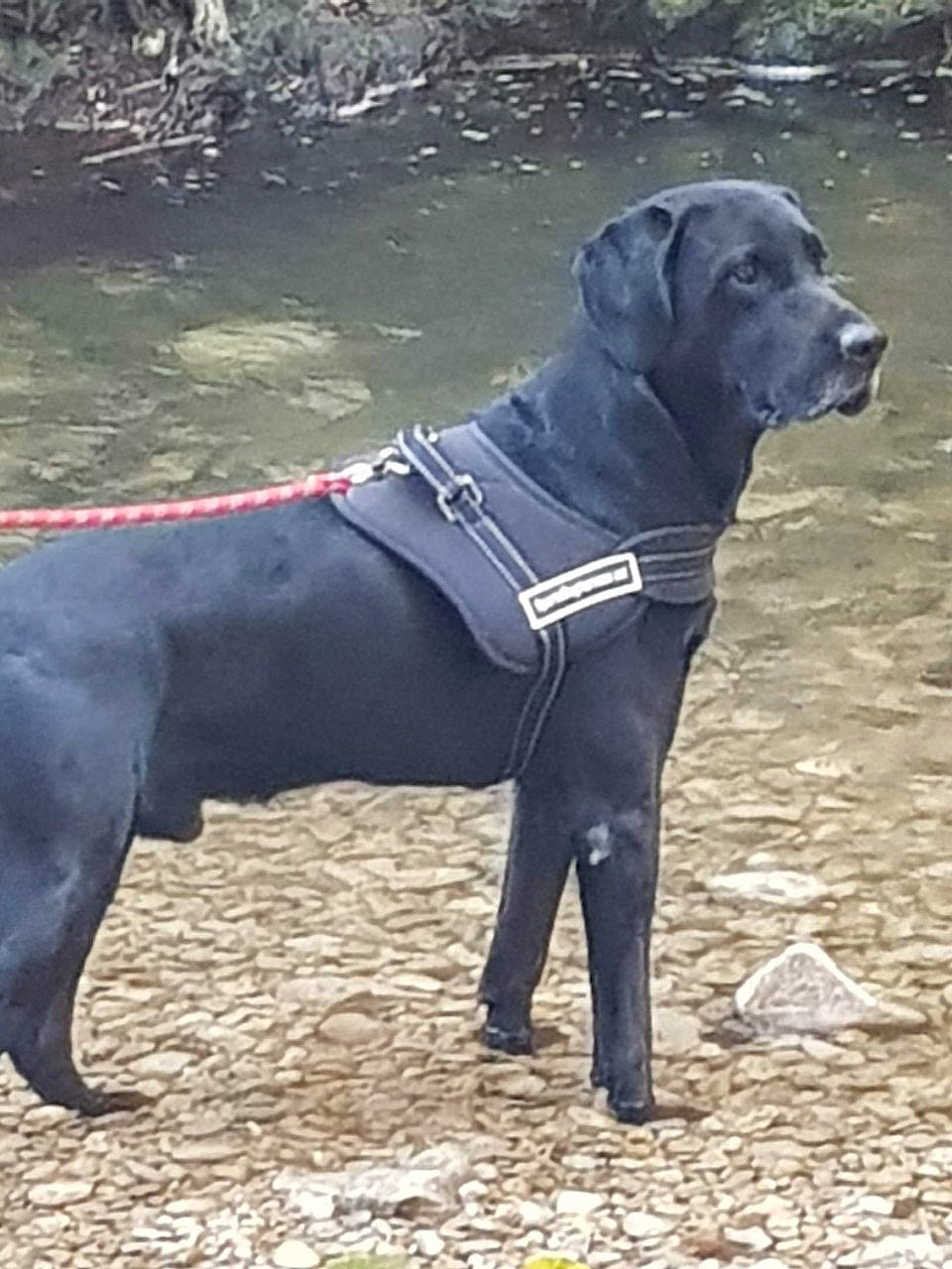 Iron participe au concours pour gagner de l'argent avec cette photo : bandog, borador, cane_corso, canidae, canis_panther, carnivore, dog, dog_breed, guard_dog, hunting_dog, labrador_retriever, mammal, snout, sporting_group, vertebrate, working_dog