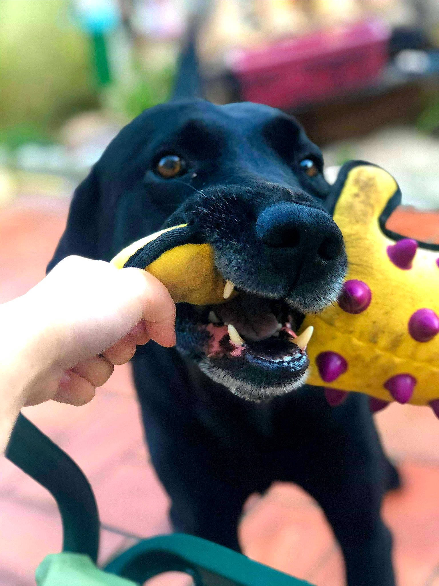 Iron participe au concours pour gagner de l'argent avec cette photo : austrian_black_and_tan_hound, beauceron, black_and_tan_coonhound, canidae, carnivore, dog, dog_breed, german_pinscher, guard_dog, hand, hunting_dog, nail, nose, puppy, snout, sporting_group